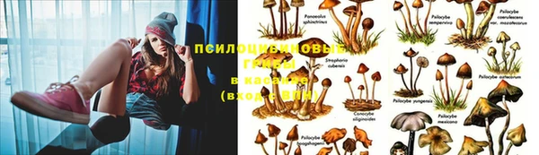 ешки Абинск